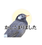 敬語の鳥さんスタンプ（個別スタンプ：5）