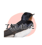 敬語の鳥さんスタンプ（個別スタンプ：15）