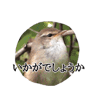 敬語の鳥さんスタンプ（個別スタンプ：23）