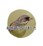 敬語の鳥さんスタンプ（個別スタンプ：27）