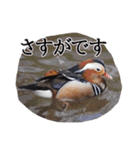 敬語の鳥さんスタンプ（個別スタンプ：34）