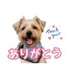 福（でかヨーキー）              時々チロ（個別スタンプ：1）