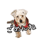 福（でかヨーキー）              時々チロ（個別スタンプ：2）