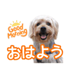 福（でかヨーキー）              時々チロ（個別スタンプ：3）