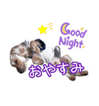 福（でかヨーキー）              時々チロ（個別スタンプ：4）