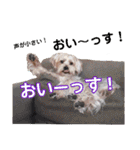 福（でかヨーキー）              時々チロ（個別スタンプ：5）