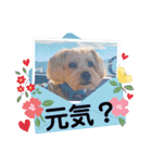 福（でかヨーキー）              時々チロ（個別スタンプ：6）