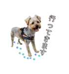 福（でかヨーキー）              時々チロ（個別スタンプ：7）