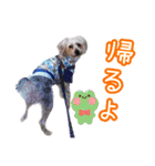 福（でかヨーキー）              時々チロ（個別スタンプ：9）