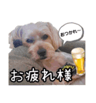 福（でかヨーキー）              時々チロ（個別スタンプ：10）