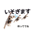 福（でかヨーキー）              時々チロ（個別スタンプ：11）