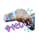 福（でかヨーキー）              時々チロ（個別スタンプ：12）