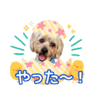 福（でかヨーキー）              時々チロ（個別スタンプ：14）