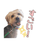 福（でかヨーキー）              時々チロ（個別スタンプ：16）