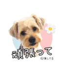 福（でかヨーキー）              時々チロ（個別スタンプ：17）