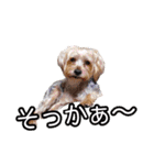 福（でかヨーキー）              時々チロ（個別スタンプ：20）