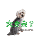 福（でかヨーキー）              時々チロ（個別スタンプ：21）