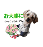 福（でかヨーキー）              時々チロ（個別スタンプ：22）