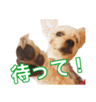 福（でかヨーキー）              時々チロ（個別スタンプ：24）