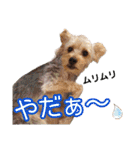 福（でかヨーキー）              時々チロ（個別スタンプ：25）