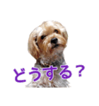 福（でかヨーキー）              時々チロ（個別スタンプ：30）