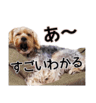 福（でかヨーキー）              時々チロ（個別スタンプ：31）