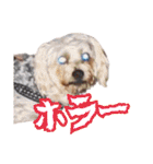 福（でかヨーキー）              時々チロ（個別スタンプ：34）