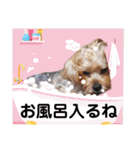福（でかヨーキー）              時々チロ（個別スタンプ：35）