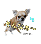 福（でかヨーキー）              時々チロ（個別スタンプ：39）