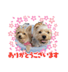 サクラちゃん、りんちゃん姉妹（個別スタンプ：1）