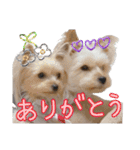サクラちゃん、りんちゃん姉妹（個別スタンプ：2）