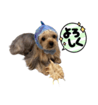 サクラちゃん、りんちゃん姉妹（個別スタンプ：4）