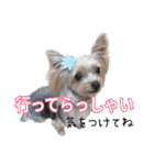 サクラちゃん、りんちゃん姉妹（個別スタンプ：7）