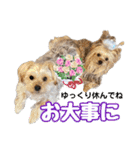 サクラちゃん、りんちゃん姉妹（個別スタンプ：12）