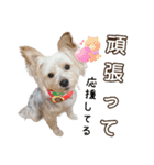 サクラちゃん、りんちゃん姉妹（個別スタンプ：13）
