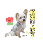 サクラちゃん、りんちゃん姉妹（個別スタンプ：14）