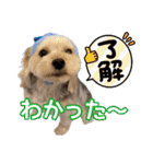 サクラちゃん、りんちゃん姉妹（個別スタンプ：18）