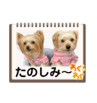 サクラちゃん、りんちゃん姉妹（個別スタンプ：20）
