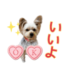サクラちゃん、りんちゃん姉妹（個別スタンプ：22）