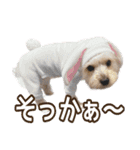 サクラちゃん、りんちゃん姉妹（個別スタンプ：24）
