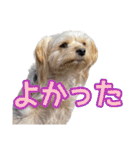サクラちゃん、りんちゃん姉妹（個別スタンプ：26）