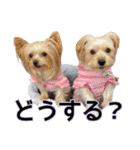 サクラちゃん、りんちゃん姉妹（個別スタンプ：27）