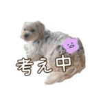 サクラちゃん、りんちゃん姉妹（個別スタンプ：28）