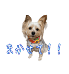 サクラちゃん、りんちゃん姉妹（個別スタンプ：34）