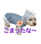 サクラちゃん、りんちゃん姉妹（個別スタンプ：37）