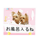 サクラちゃん、りんちゃん姉妹（個別スタンプ：39）