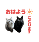サバトラとクロネコ（個別スタンプ：1）
