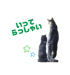 サバトラとクロネコ（個別スタンプ：2）