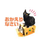 サバトラとクロネコ（個別スタンプ：4）