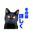サバトラとクロネコ（個別スタンプ：7）